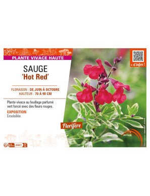 SAUGE Hot Red