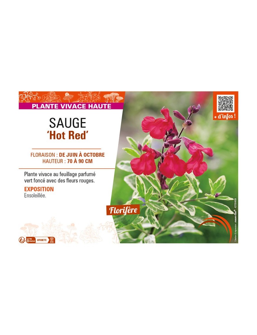 SAUGE Hot Red