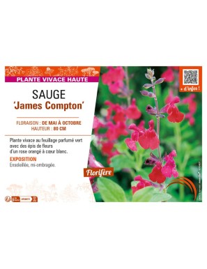 SAUGE James Compton