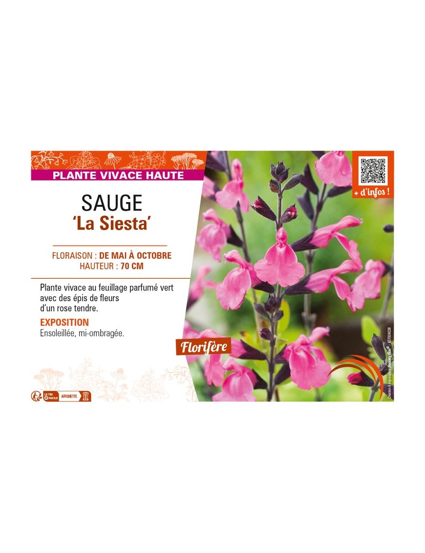 SAUGE La Siesta