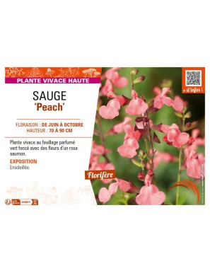 SAUGE Peach