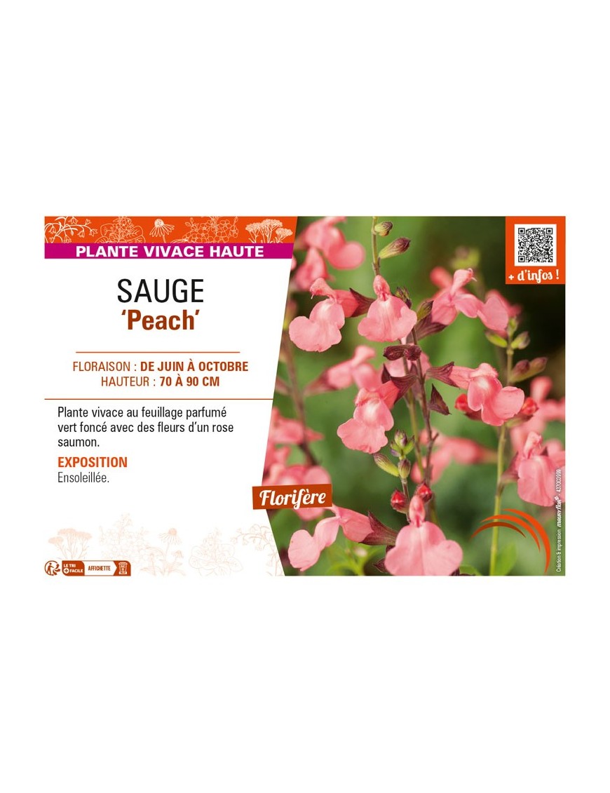 SAUGE Peach