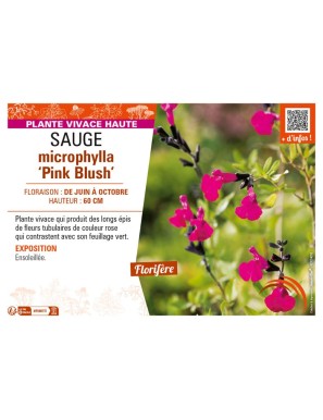 SAUGE microphylla Pink Blush