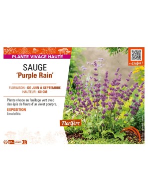 SAUGE Purple Rain