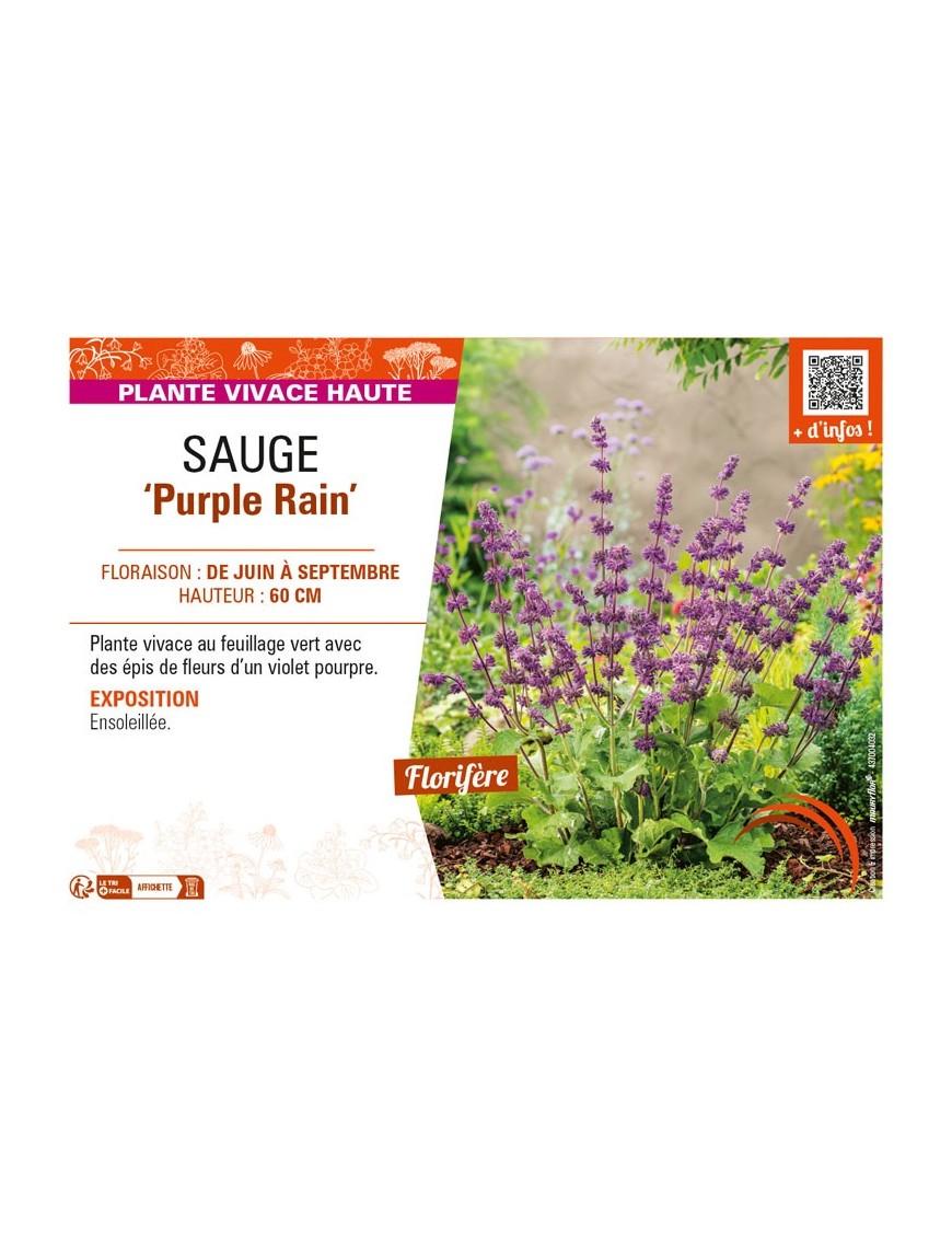 SAUGE Purple Rain