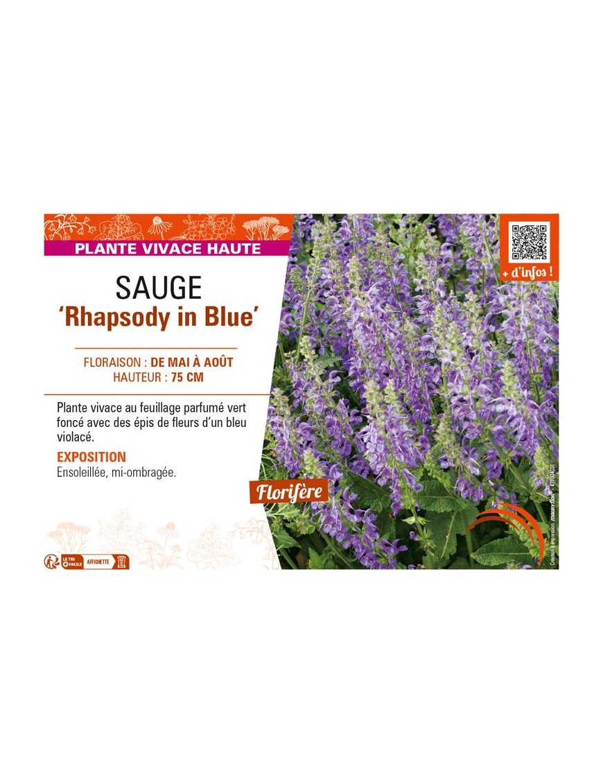 SAUGE Rhapsody in Blue