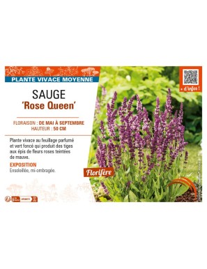 SAUGE Rose Queen
