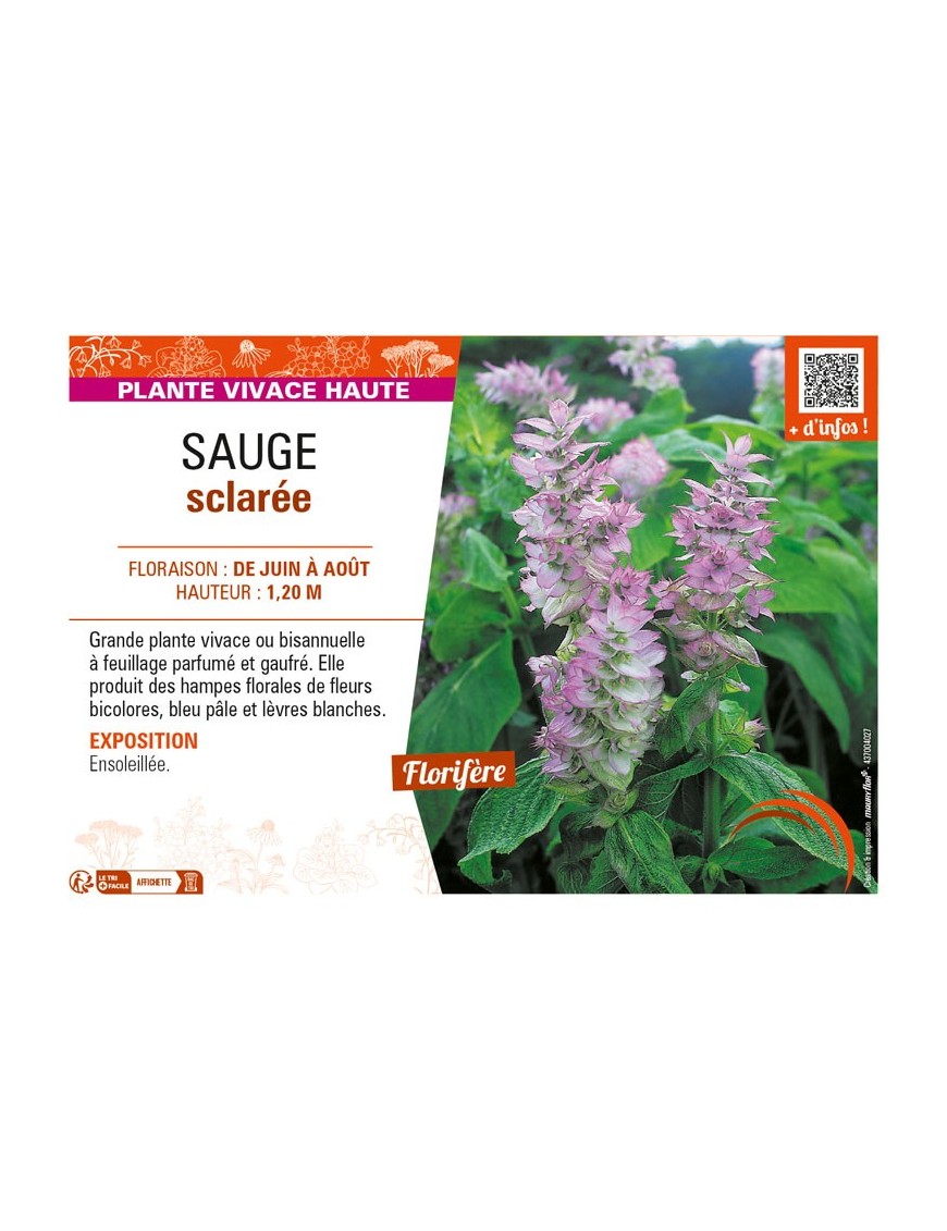 SAUGE sclarée