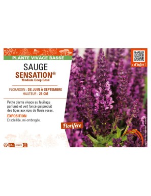 SAUGE SENSATION® Medium Deep Rose