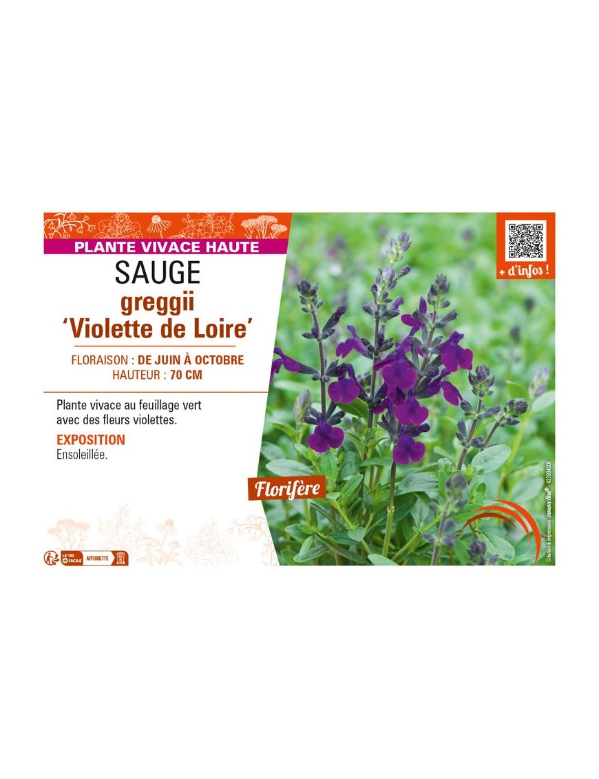 SAUGE greggii Violette de Loire