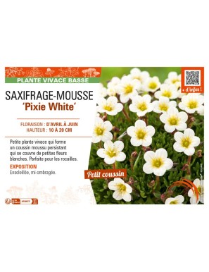 SAXIFRAGA arendsii Pixie White voir SAXIFRAGE-MOUSSE