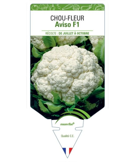 CHOU-FLEUR AVISO F1