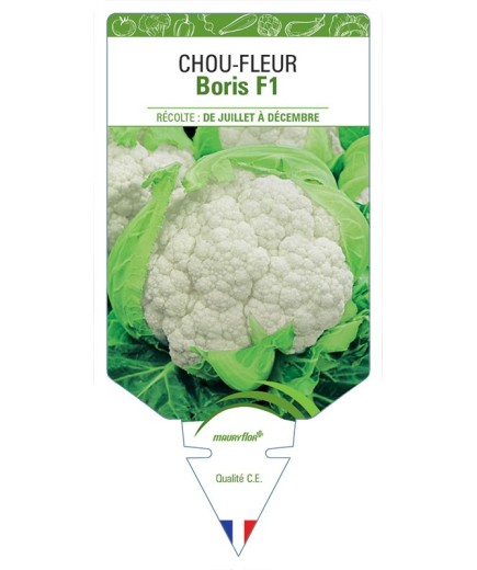CHOU-FLEUR BORIS F1