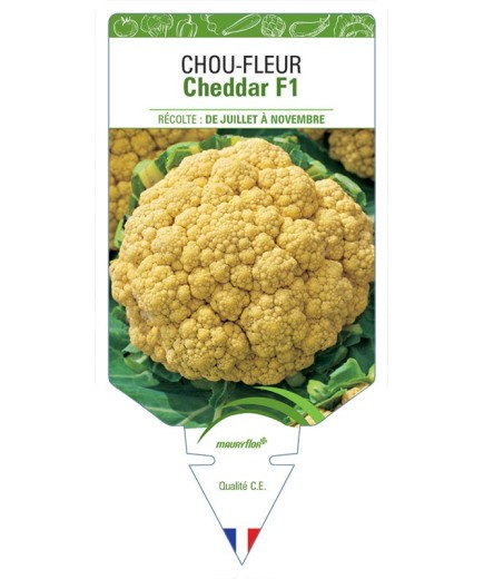 CHOU-FLEUR CHEDDAR F1