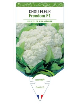CHOU-FLEUR FREEDOM F1