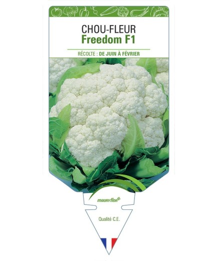 CHOU-FLEUR FREEDOM F1
