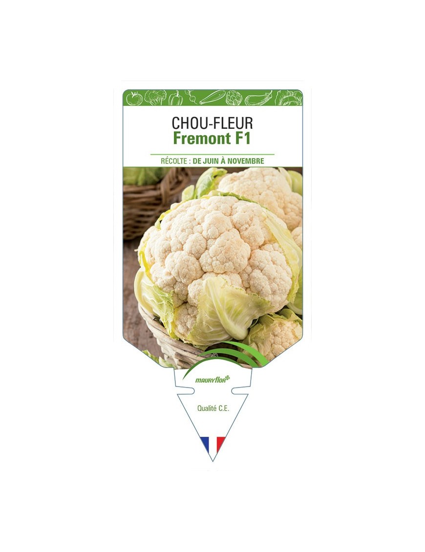 CHOU-FLEUR FREMONT F1