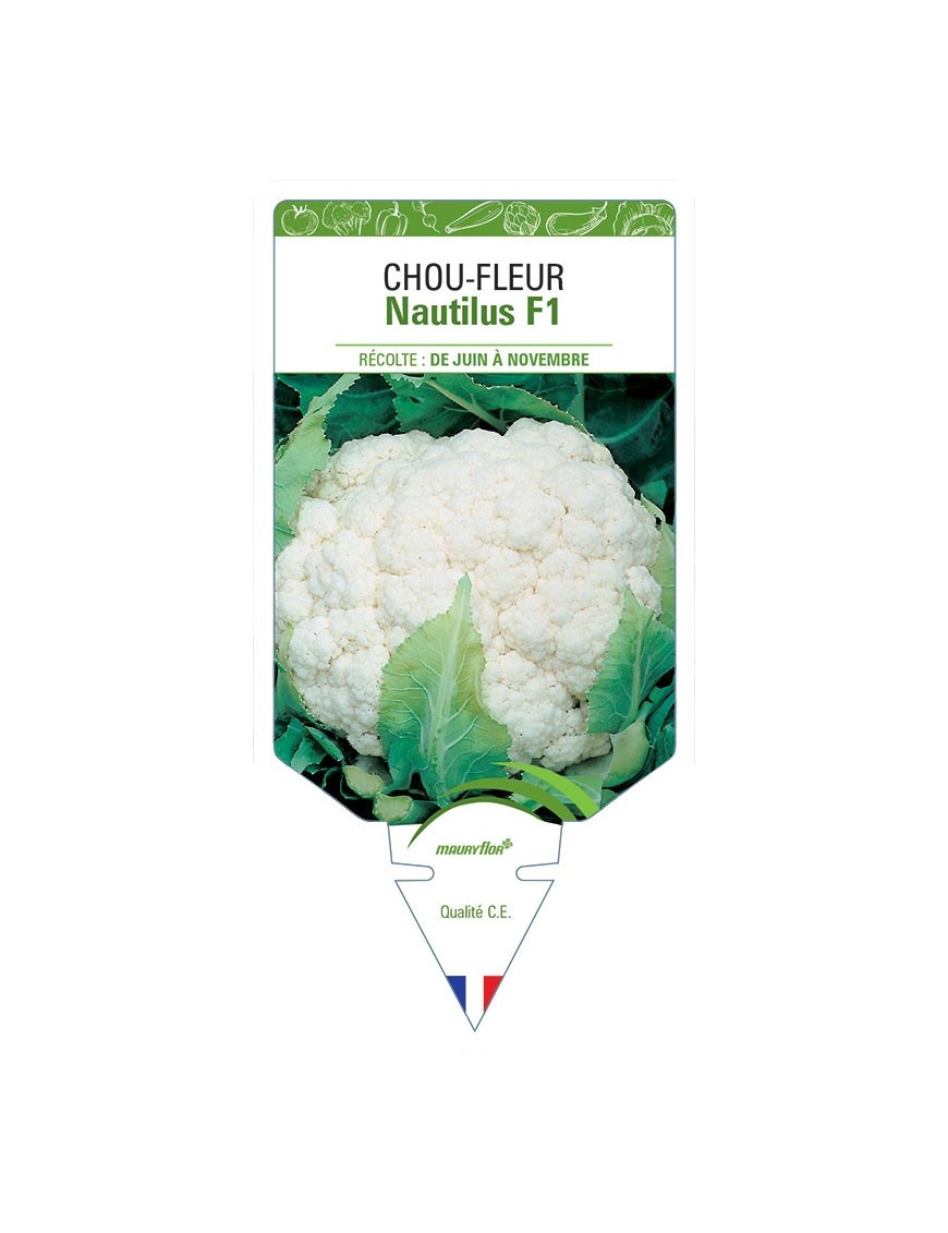 CHOU-FLEUR NAUTILUS F1