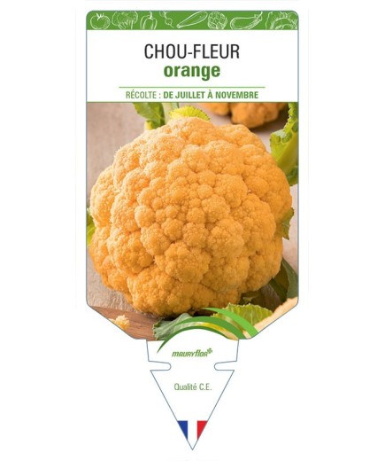 CHOU-FLEUR ORANGE
