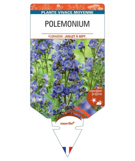 POLEMONIUM (bleu) *