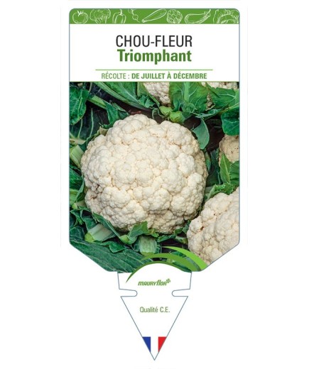 CHOU-FLEUR TRIOMPHANT