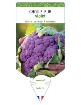CHOU-FLEUR VIOLET