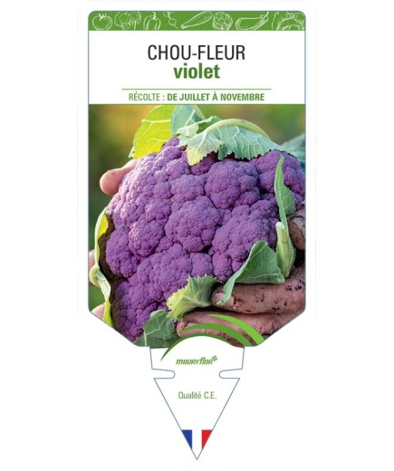 CHOU-FLEUR VIOLET
