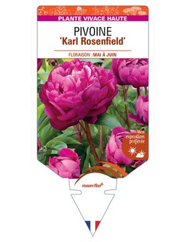 PIVOINE ‘Karl Rosenfield’ *