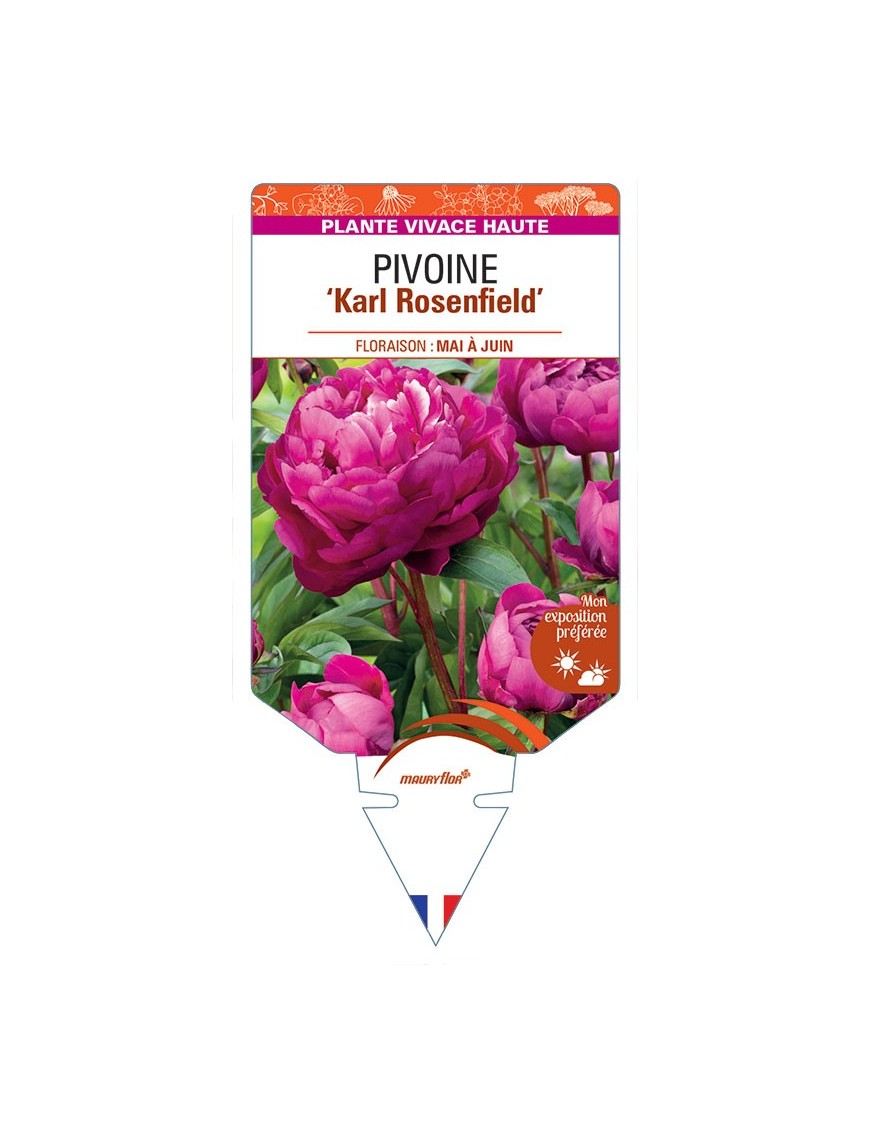 PIVOINE ‘Karl Rosenfield’ *