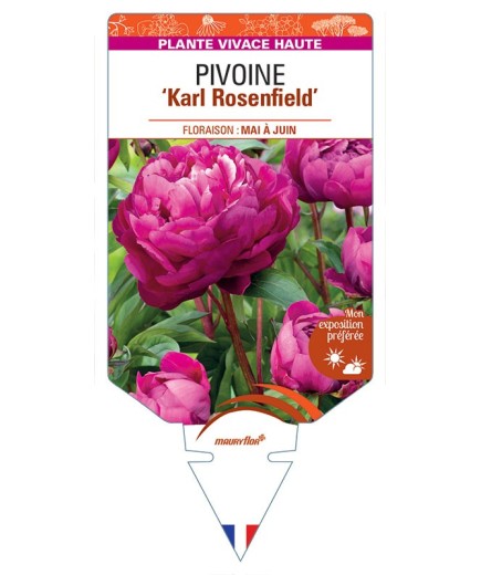 PIVOINE ‘Karl Rosenfield’ *