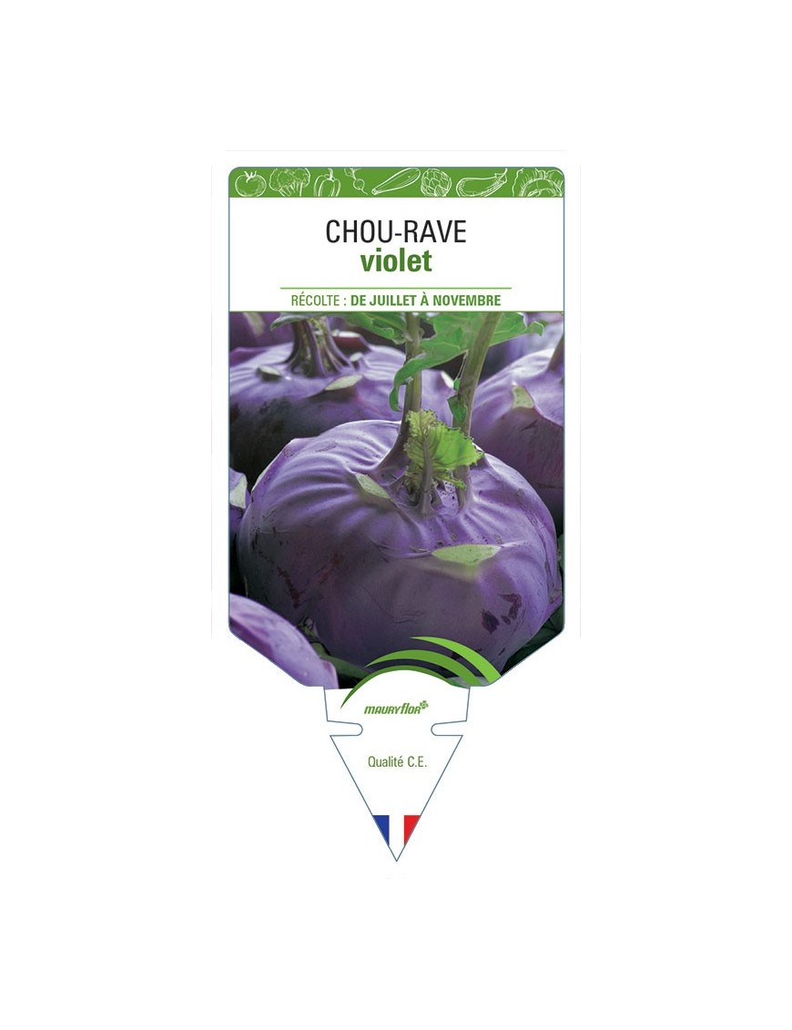 CHOU-RAVE VIOLET