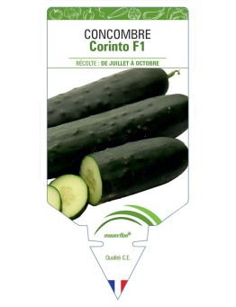 CONCOMBRE CORINTO F1