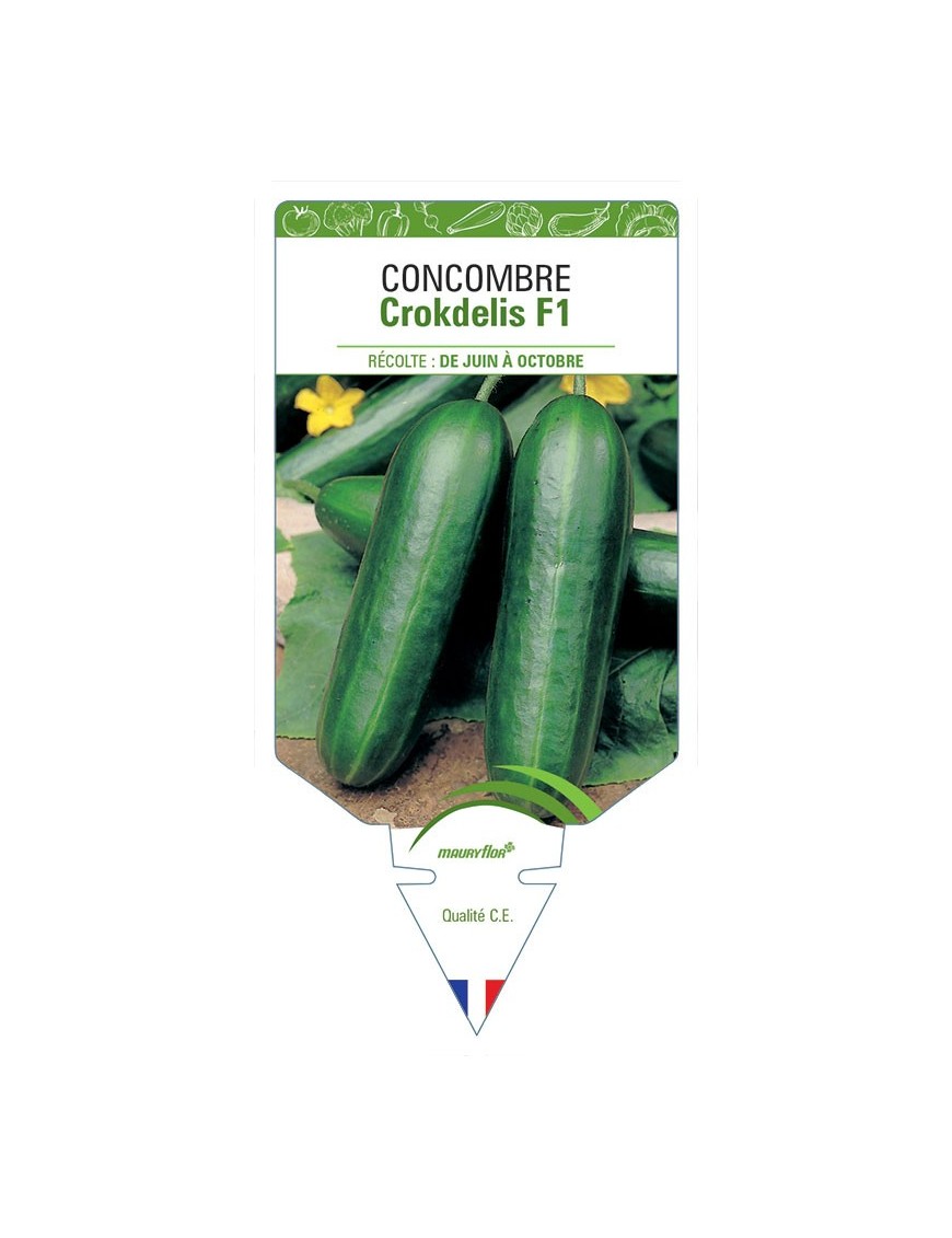 CONCOMBRE CROKDELIS F1
