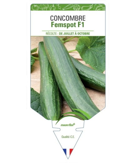 CONCOMBRE FEMSPOT F1