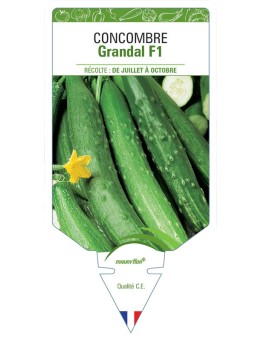 CONCOMBRE GRANDAL F1