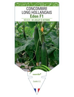CONCOMBRE LONG HOLLANDAIS EDEN F1