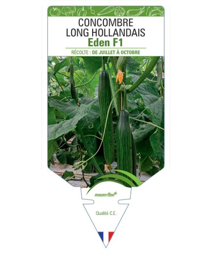 CONCOMBRE LONG HOLLANDAIS EDEN F1
