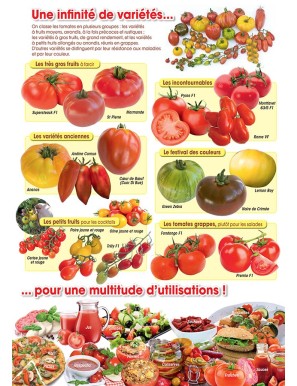 Flyer Tomates