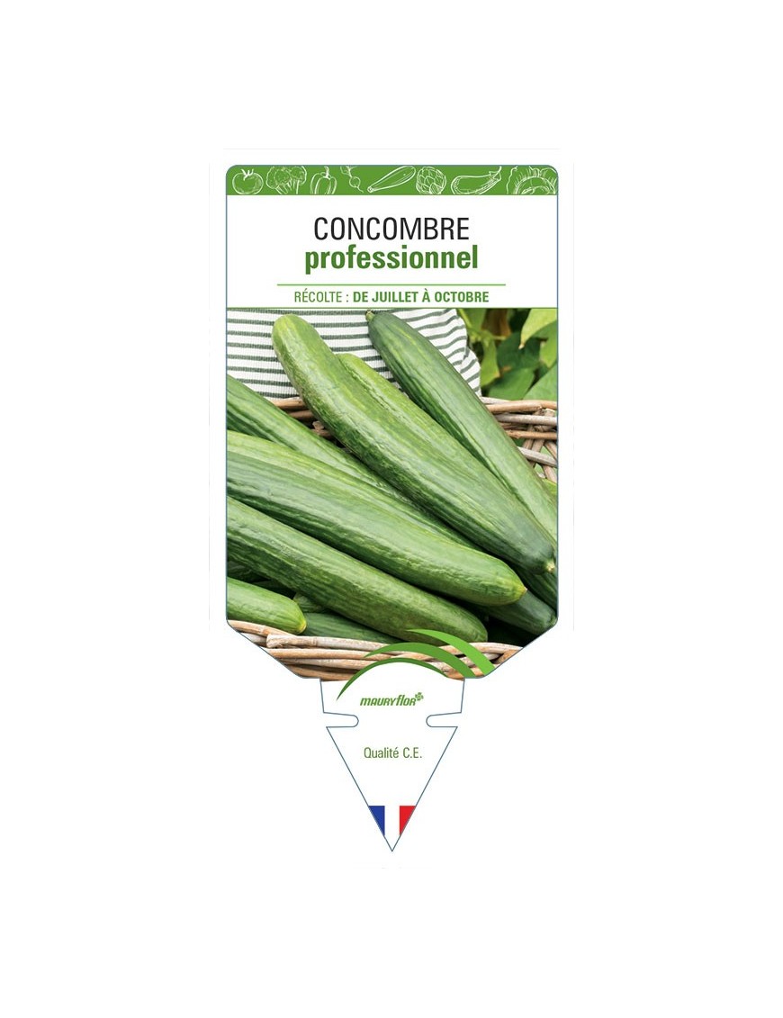 CONCOMBRE PROFESSIONNEL