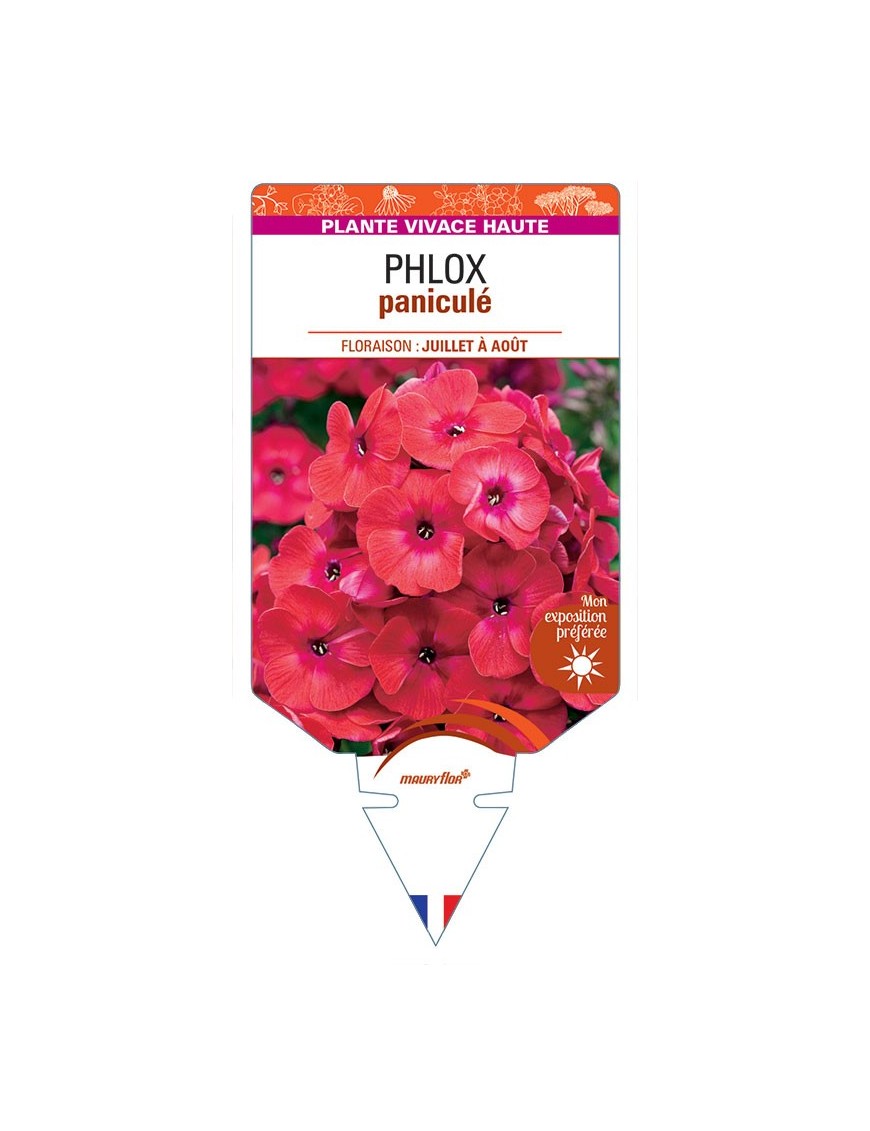 PHLOX paniculata (rouge) *