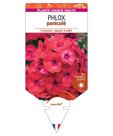 PHLOX paniculata (rouge) *