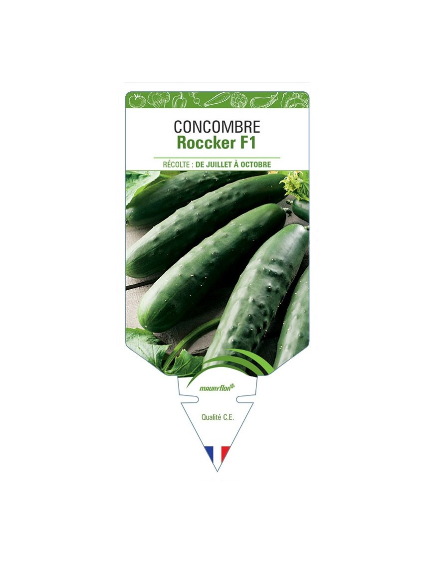 CONCOMBRE ROCCKER F1