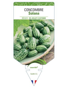 CONCOMBRE SOLANA