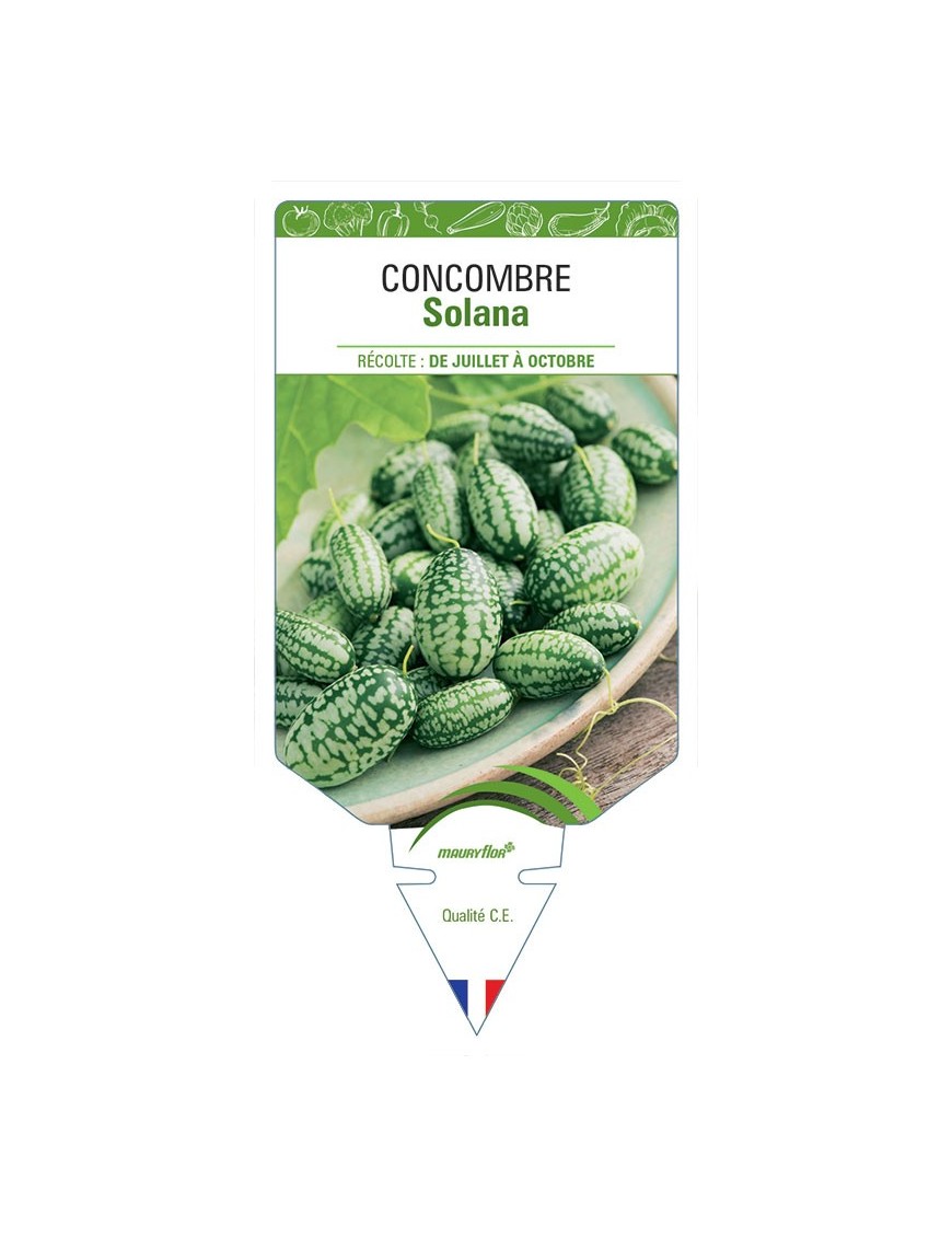 CONCOMBRE SOLANA
