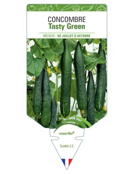CONCOMBRE TASTY GREEN