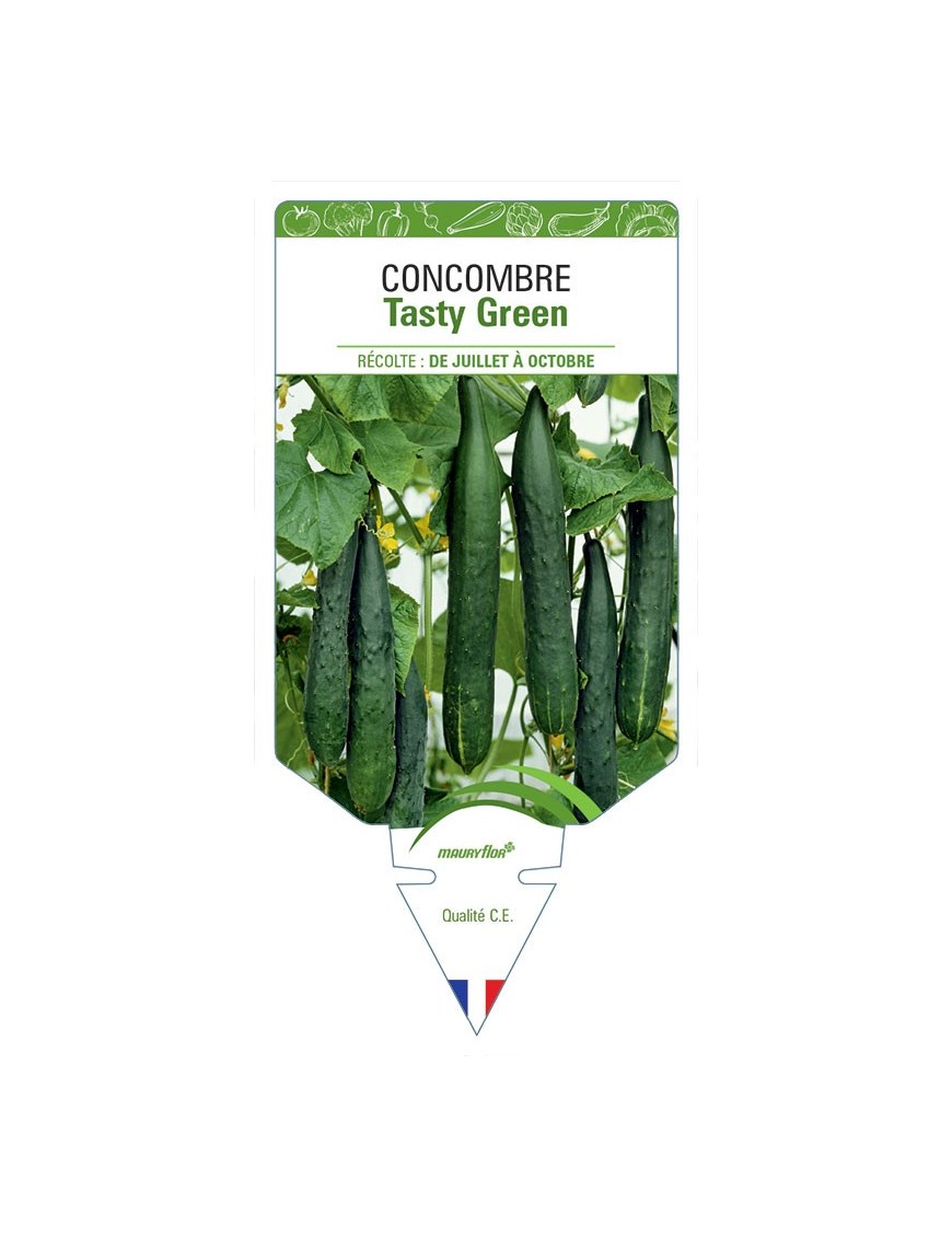 CONCOMBRE TASTY GREEN