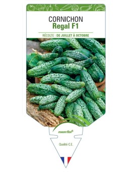 CORNICHON REGAL F1