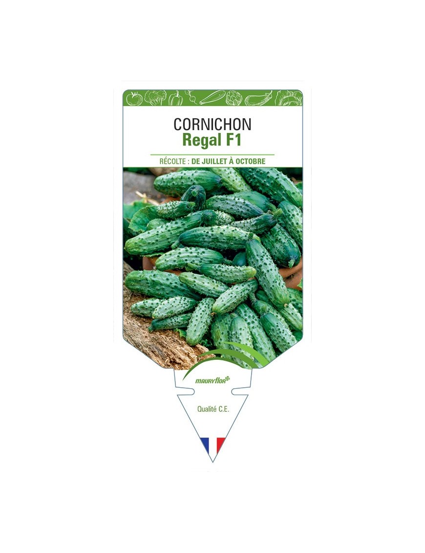 CORNICHON REGAL F1