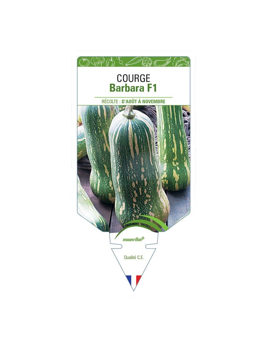 COURGE BARBARA F1