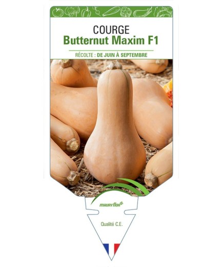COURGE BUTTERNUT MAXIM F1